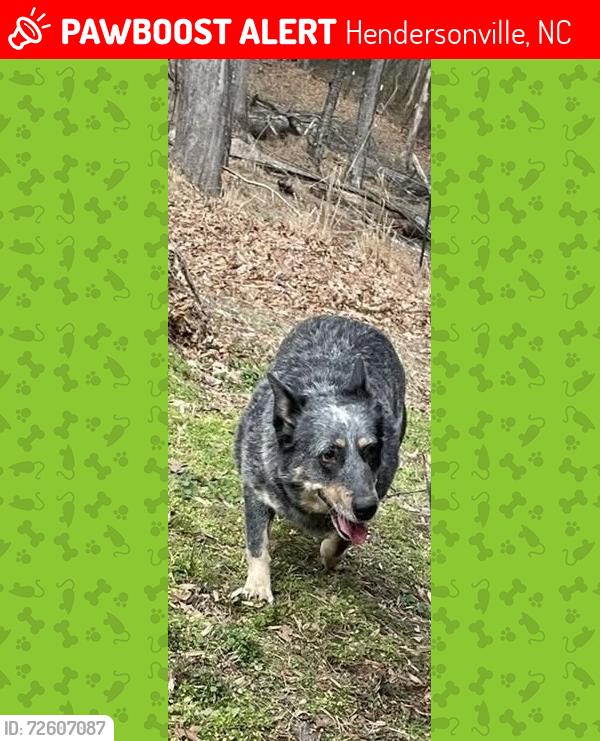 Lost Female Dog last seen Lanning rd, N Clear creek, Terrys Gap, Fruitland Rd, Hendersonville, NC 28792