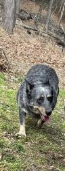 Lost Female Dog last seen Lanning rd, N Clear creek, Terrys Gap, Fruitland Rd, Hendersonville, NC 28792