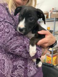 Found/Stray Female Dog last seen Frazier ave, Chattanooga, TN 37405
