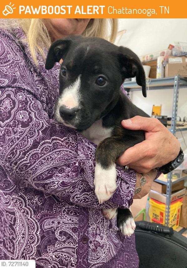 Found/Stray Female Dog last seen Frazier ave, Chattanooga, TN 37405