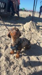Lost Male Dog last seen Weber Holly area in Christi ests apmts , Corpus Christi, TX 78413