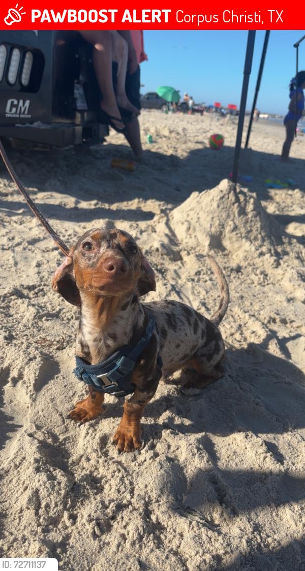 Lost Male Dog last seen Weber Holly area in Christi ests apmts , Corpus Christi, TX 78413