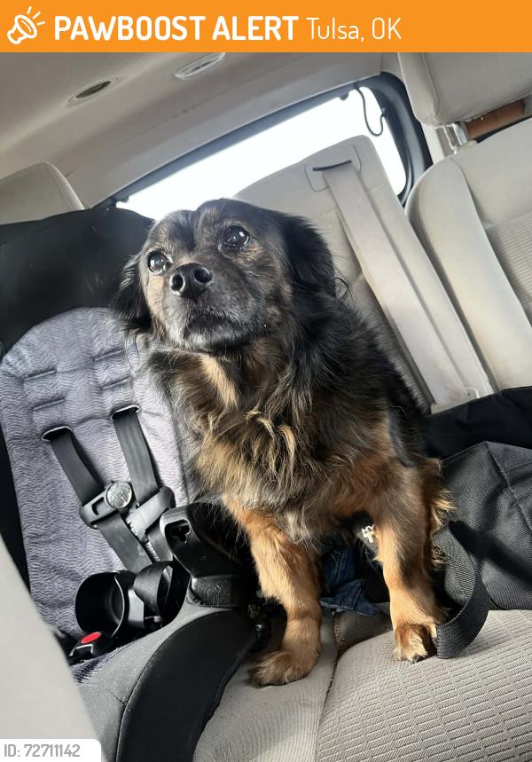 Found/Stray Female Dog last seen 31st and 145th , Tulsa, OK 74134