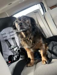 Found/Stray Female Dog last seen 31st and 145th , Tulsa, OK 74134