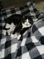 Found/Stray Male Cat last seen Near Ora Lane across the road, Middletown, OH 45042