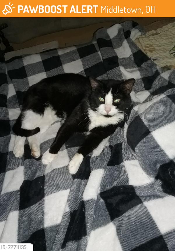 Found/Stray Male Cat last seen Near Ora Lane across the road, Middletown, OH 45042