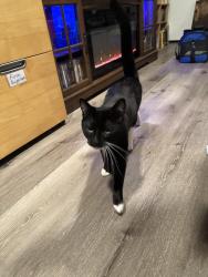 Found/Stray Male Cat last seen Story Drive, Gaithersburg, MD 20878