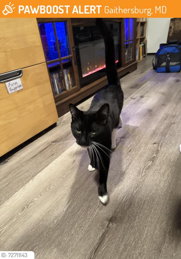Found/Stray Male Cat last seen Story Drive, Gaithersburg, MD 20878