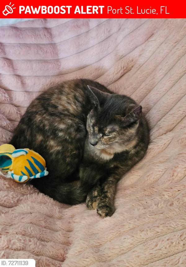 Lost Female Cat last seen Se harlow st, Port St. Lucie, FL 34952