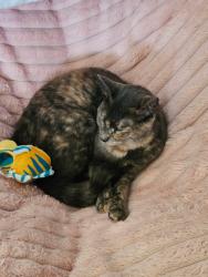 Lost Female Cat last seen Se harlow st, Port St. Lucie, FL 34952