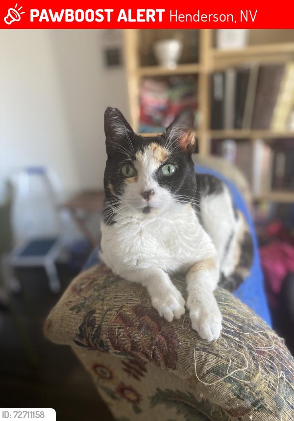 Lost Female Cat last seen Boulder Hwy & college dr, Henderson, NV 89015