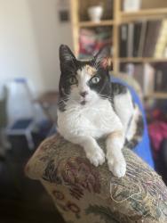Lost Female Cat last seen Boulder Hwy & college dr, Henderson, NV 89015