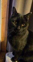 Found/Stray Male Cat last seen Avon & Charles, Saint Paul, MN 55104