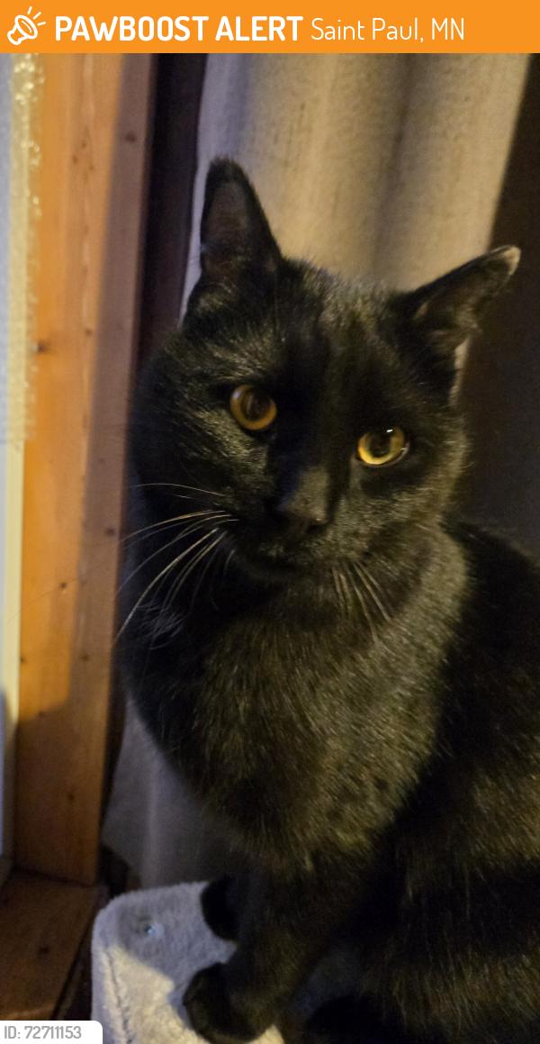 Found/Stray Male Cat last seen Avon & Charles, Saint Paul, MN 55104