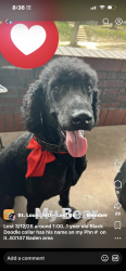 Lost Male Dog last seen Baden Area, St. Louis, MO 63147