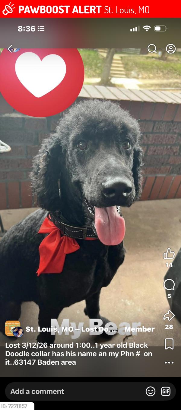Lost Male Dog last seen Baden Area, St. Louis, MO 63147