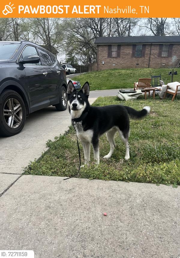 Found/Stray Male Dog last seen Paragon Mills Neighborhood - Newr Grassmere Pet hosp, Nashville, TN 37211