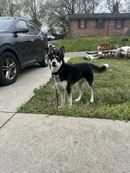 Found/Stray Male Dog last seen Paragon Mills Neighborhood - Newr Grassmere Pet hosp, Nashville, TN 37211