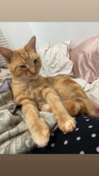 Lost Male Cat last seen John Dodd Rd, Wellford, SC 29385
