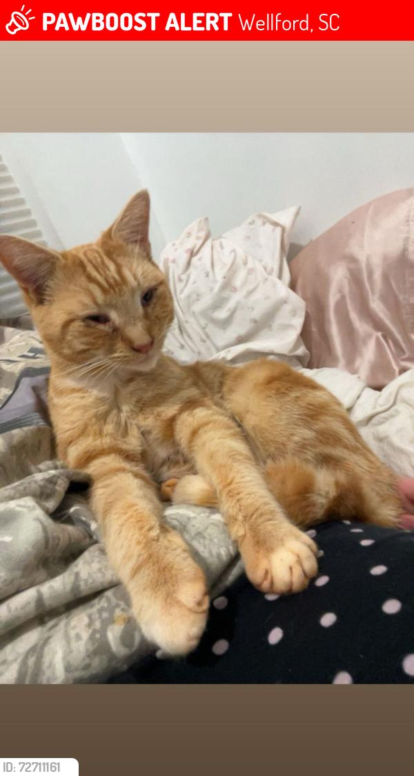 Lost Male Cat last seen John Dodd Rd, Wellford, SC 29385