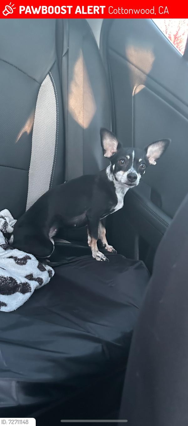 Lost Female Dog last seen 1st street cottonwood ca, Cottonwood, CA 96022