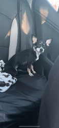 Lost Female Dog last seen 1st street cottonwood ca, Cottonwood, CA 96022