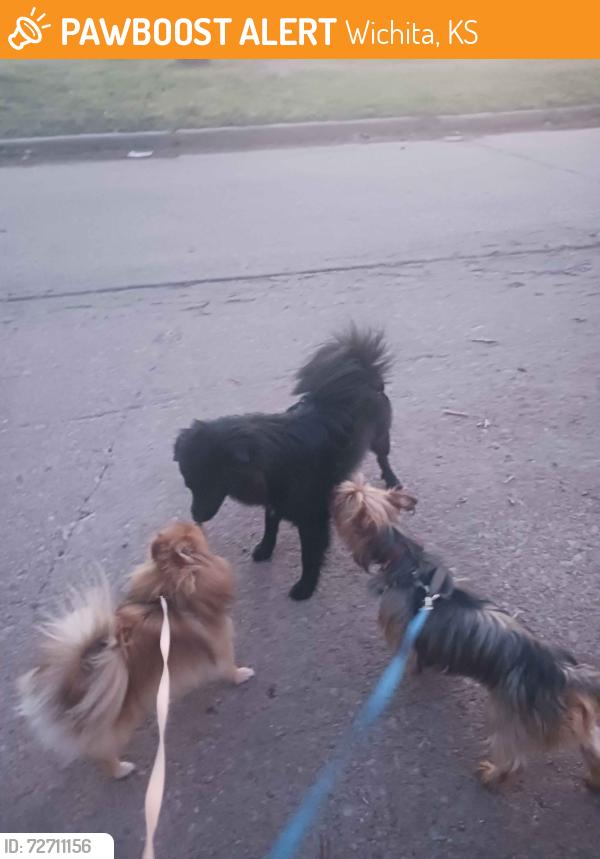 Found/Stray Unknown Dog last seen Timberlane and El Rancho St., Wichita, KS 67216