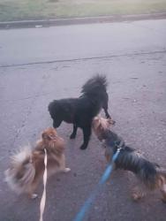 Found/Stray Unknown Dog last seen Timberlane and El Rancho St., Wichita, KS 67216