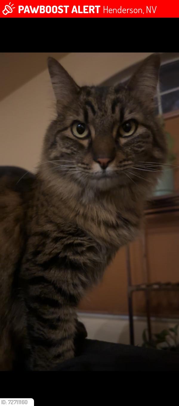 Lost Female Cat last seen Mountain lake park, Henderson, NV 89011