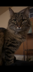 Lost Female Cat last seen Mountain lake park, Henderson, NV 89011