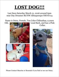 Lost Female Dog last seen Unser Blvd NW and Mc Mahon Blvd NW, Albuquerque, NM 87114
