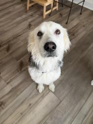 Found/Stray Female Dog last seen From Char-Merck Animal Control, Charlotte, NC 28217