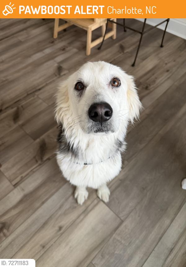 Found/Stray Female Dog last seen From Char-Merck Animal Control, Charlotte, NC 28217