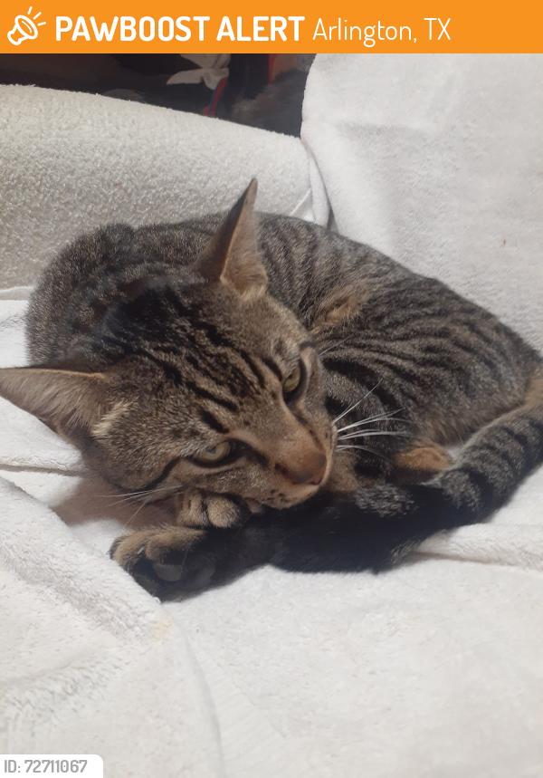 Found/Stray Male Cat last seen Pleasant Ridge Rd at Pleasantview Dr , Arlington, TX 76016