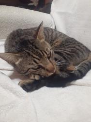 Found/Stray Male Cat last seen Pleasant Ridge Rd at Pleasantview Dr , Arlington, TX 76016