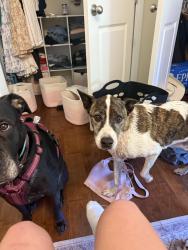 Lost Male Dog last seen Near High Street, Johnson City TN, Johnson City, TN 37604