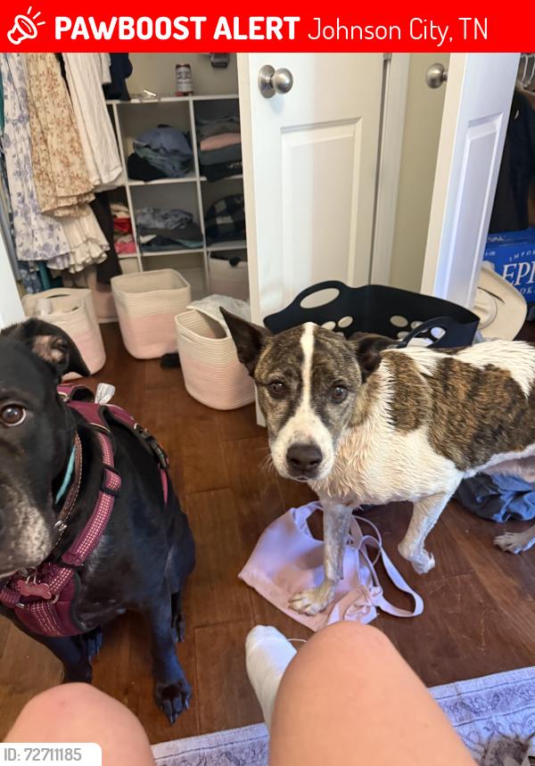Lost Male Dog last seen Near High Street, Johnson City TN, Johnson City, TN 37604