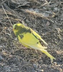 Found/Stray Unknown Bird last seen Bluff Lake Nature Center, Denver, CO 80238