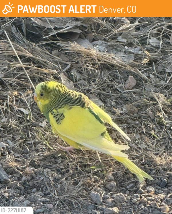 Found/Stray Unknown Bird last seen Bluff Lake Nature Center, Denver, CO 80238