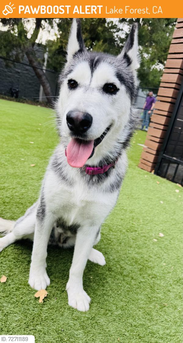 Found/Stray Female Dog last seen Barker Dog Park, Lake Forest, CA 92630