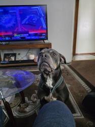 Lost Male Dog last seen Near south Stewart Ave Riverdale Illinois , Riverdale, IL 60827