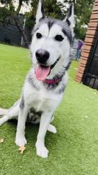 Found/Stray Female Dog last seen Barker Dog Park, Lake Forest, CA 92630
