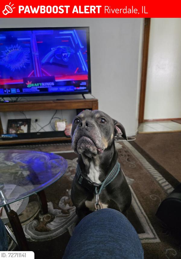 Lost Male Dog last seen Near south Stewart Ave Riverdale Illinois , Riverdale, IL 60827