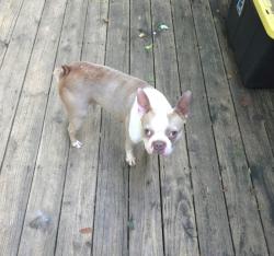 Lost Male Dog last seen Robinson Clemmer Rd, Dallas, NC 28034