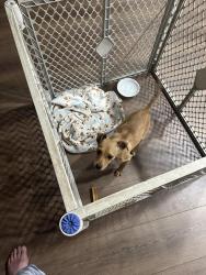 Found/Stray Male Dog last seen Marks and Shaw, Fresno, CA 93711