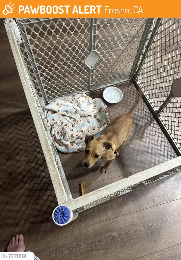 Found/Stray Male Dog last seen Marks and Shaw, Fresno, CA 93711