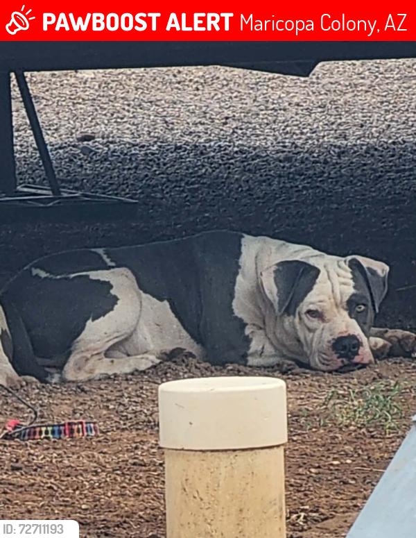 Lost Male Dog last seen 87th ave n baseline , Maricopa Colony, AZ 85339