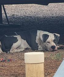 Lost Male Dog last seen 87th ave n baseline , Maricopa Colony, AZ 85339