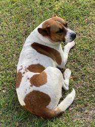 Found/Stray Female Dog last seen Near , Dobbin, TX 77316