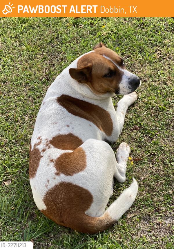 Found/Stray Female Dog last seen Near , Dobbin, TX 77316